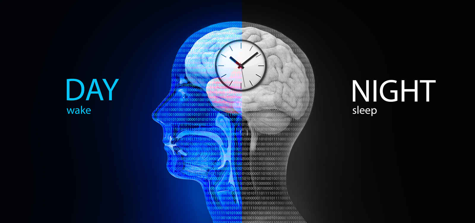 Circadian rhythms - split with day and night with a clock over a human brain