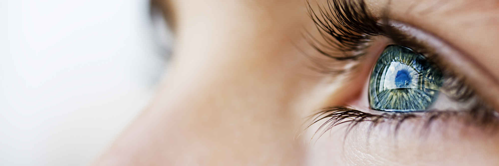 What is the macula? primary image